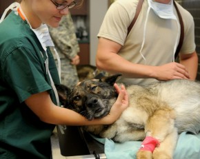 Veterinarai